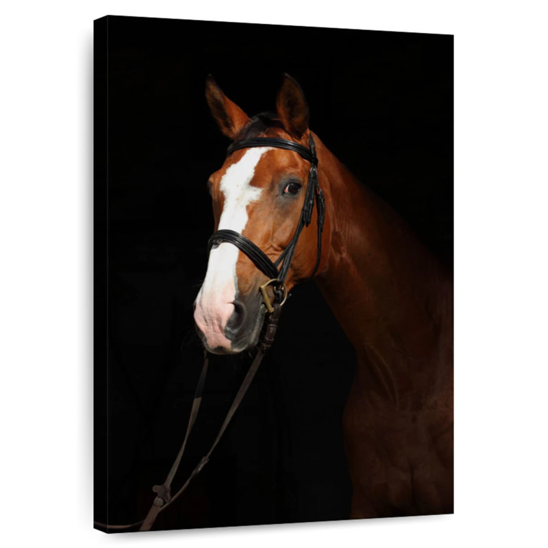 Cheval pur-sang Brampt dans le noir, H 24 po x l 16 po