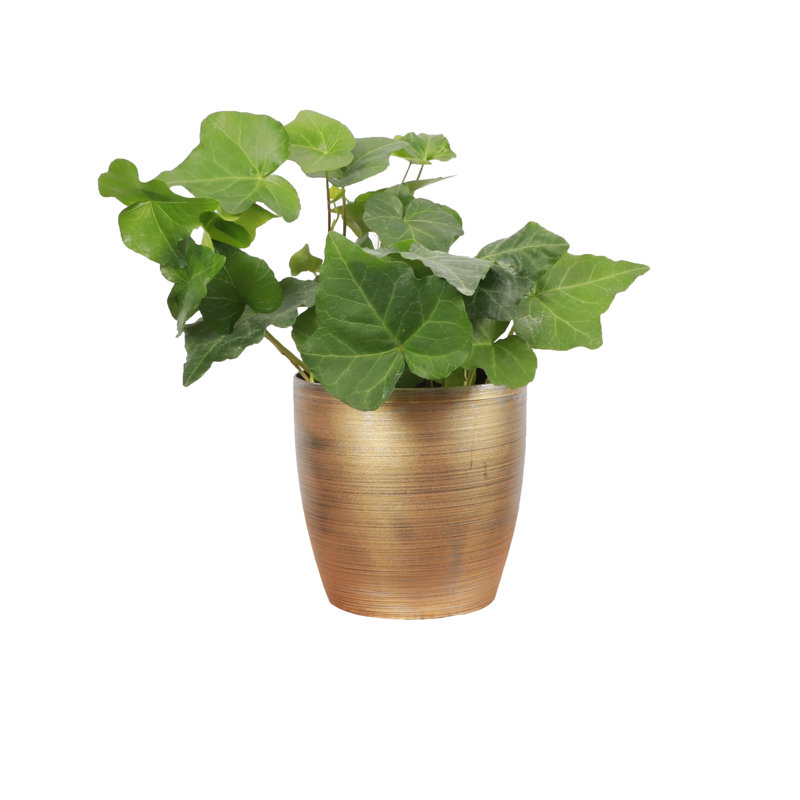 Live Green Ivy Plant in Classic Pot