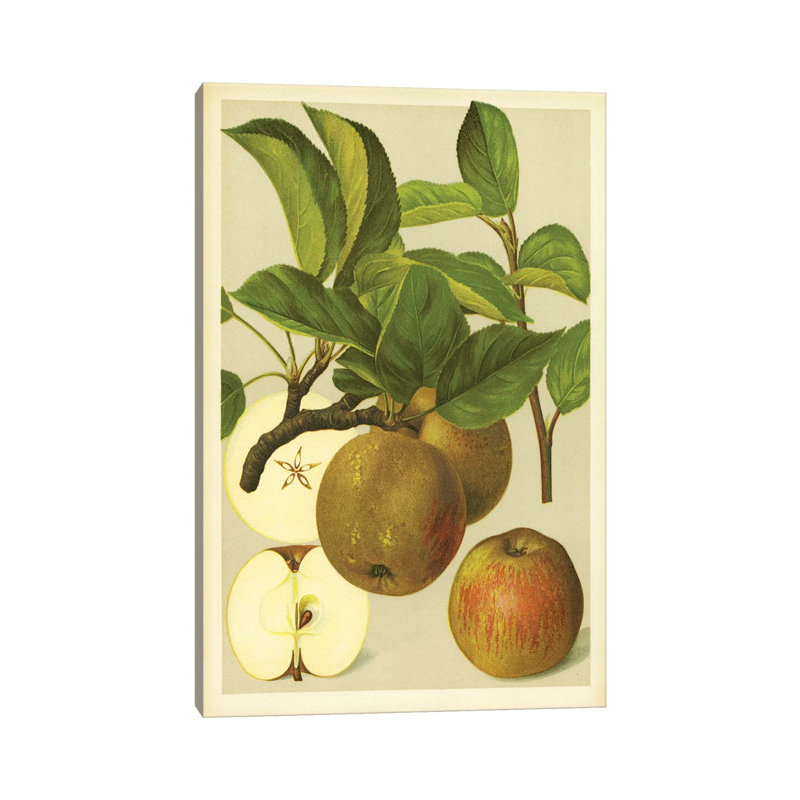 Russet Apples - Wrapped Canvas Print, 20.32 cm H x 30.48 cm W