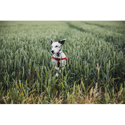 Dalmatian Leaping Through a Field by Solstock