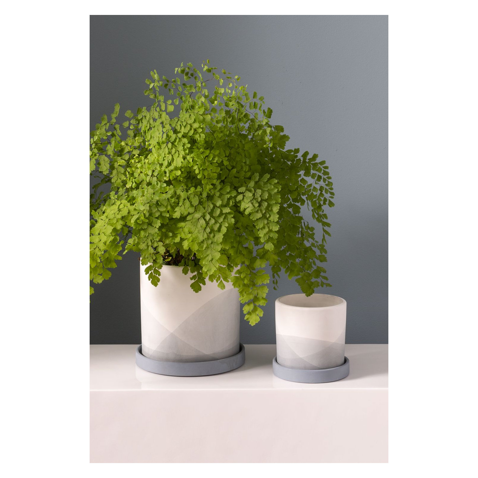 Carlita Ceramic Pot Planter, 7.25" H x 7.5" W x 7.5" D