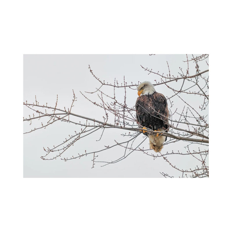 Eagle Perch II by David Gardiner - Wrapped Canvas Print, 45.72cm H x 66.04cm W