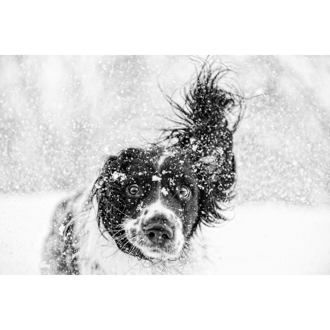 Springer Spaniel Hund von Dageldog - Kunstdrucke auf Leinwand