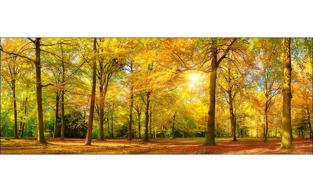 Sonnenschein im Wald III - rahmenlose Panoramadrucke auf Floatglas