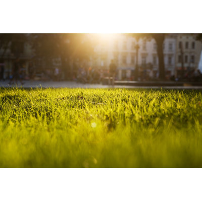 Lush Green Grass by Mitshu - No Frame Art Prints on Canvas
