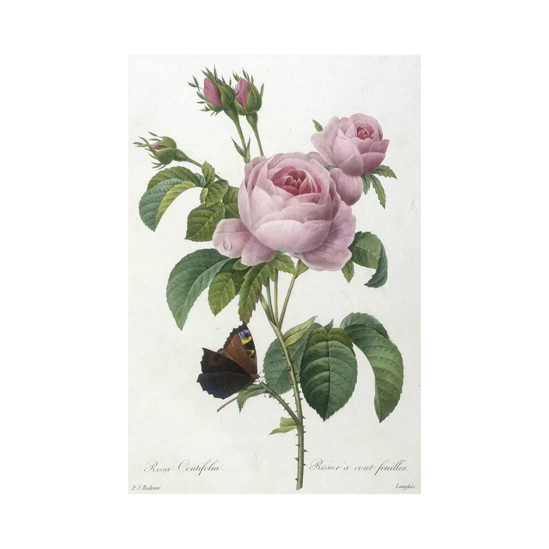Rosa Centifolia, Engraved By François Langlois, From Choix Des Plus Belle Fleurs Et Des Plus Beaux Fruits, 1827 by Pierre-Joseph Redouté - Wrapped Can