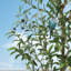 Plant-306981225-306981220