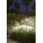 Spiky LED Pathway Light