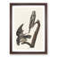 Hawk Owls by John Audubon - Picture Frame Painting Print-55579928-55579932