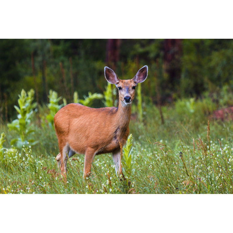 Doe And Fawn Mule Deer by SWKrullImaging - Wrapped Canvas Print, 30cm H x 46cm W