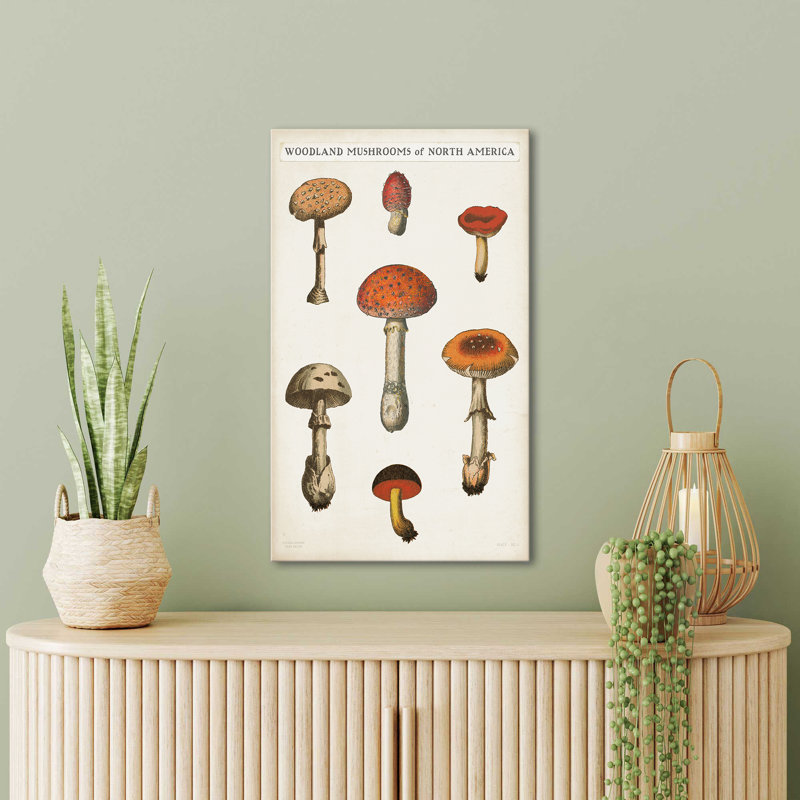 "Mushroom Chart III Light" by Wild Apple Portfolio Print on Canvas, H 24 po x l 40 po