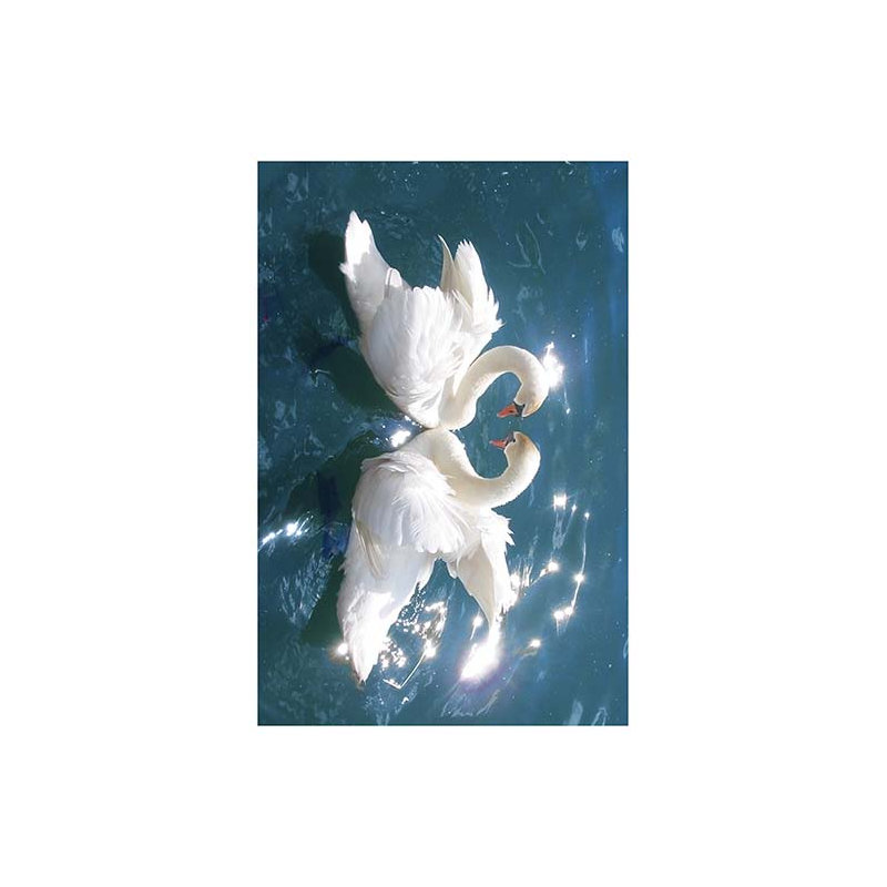 « swans », impression