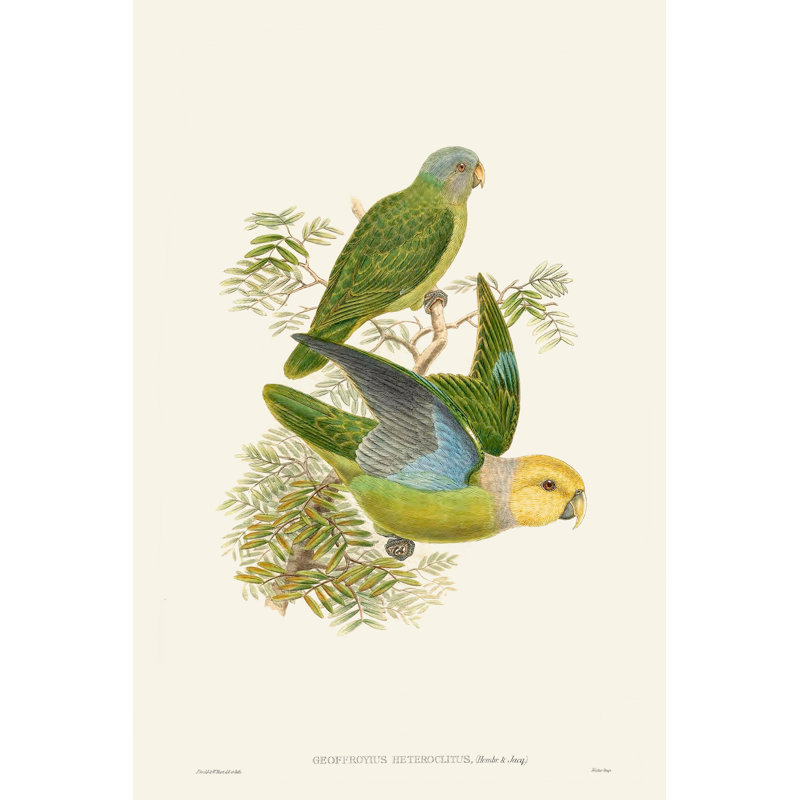 Lime and Cerulean Parrots I by John Gould - Wrapped Canvas Painting, 76 cm H x 51 cm W, Wrapped Canvas