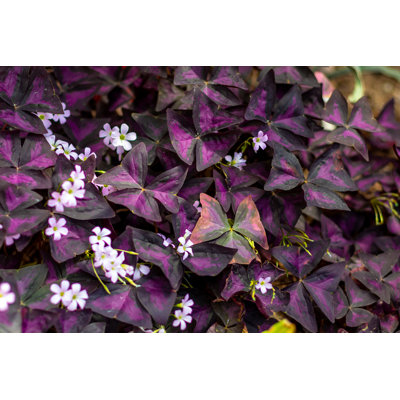 Flower Oxalis Triangularis par Aleksandr Pavlov - photographie sur toile tendue