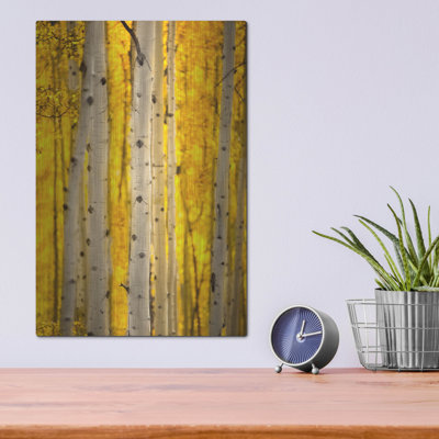 " Aspen Trees " by Jonathan Ross