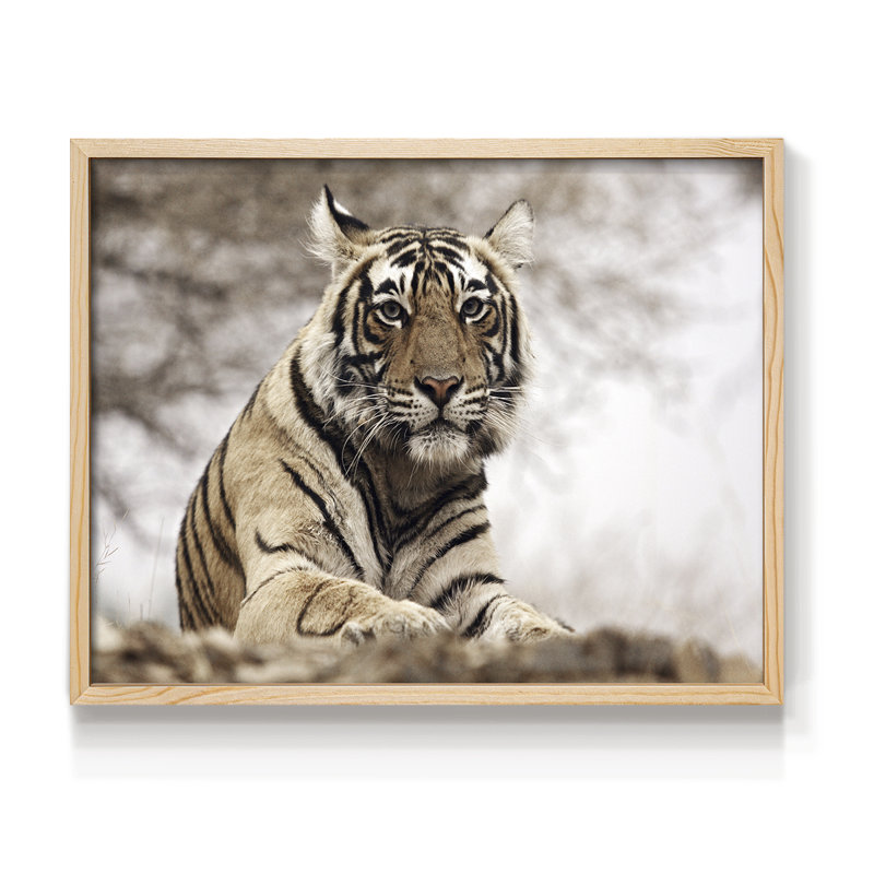 Tigre royal du Bengale - reproduction encadrée - réarmable, H 8 po x l 10 po, Naturel