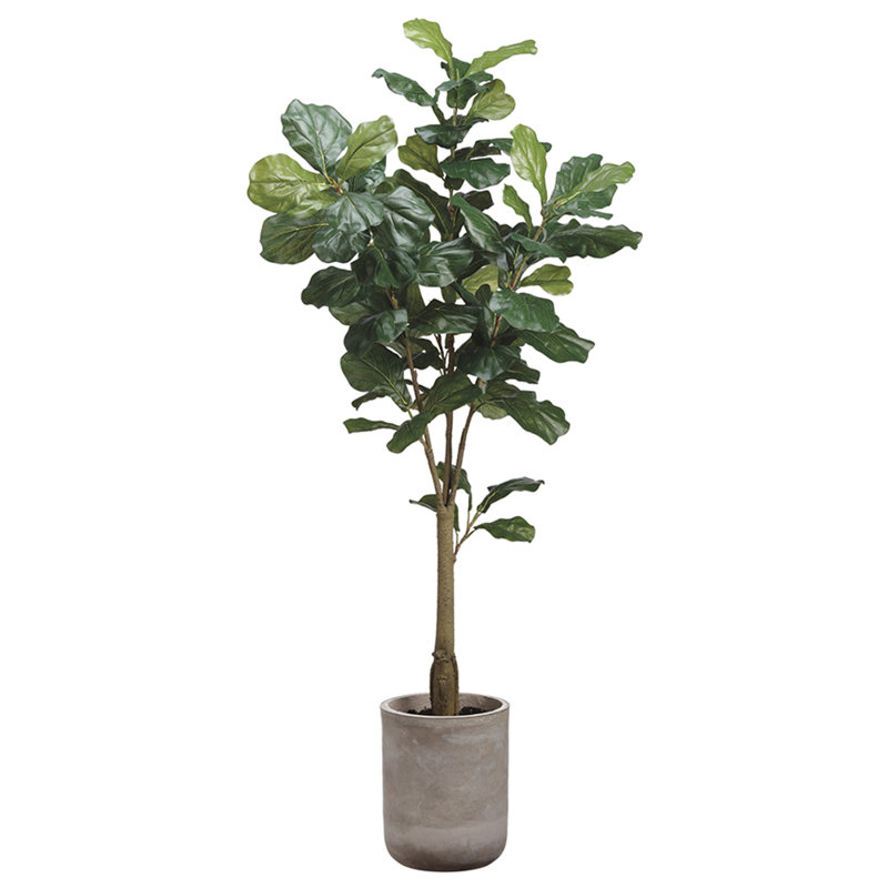 5.5'FIDDLE LF.TREE(CEME.PLANTE
