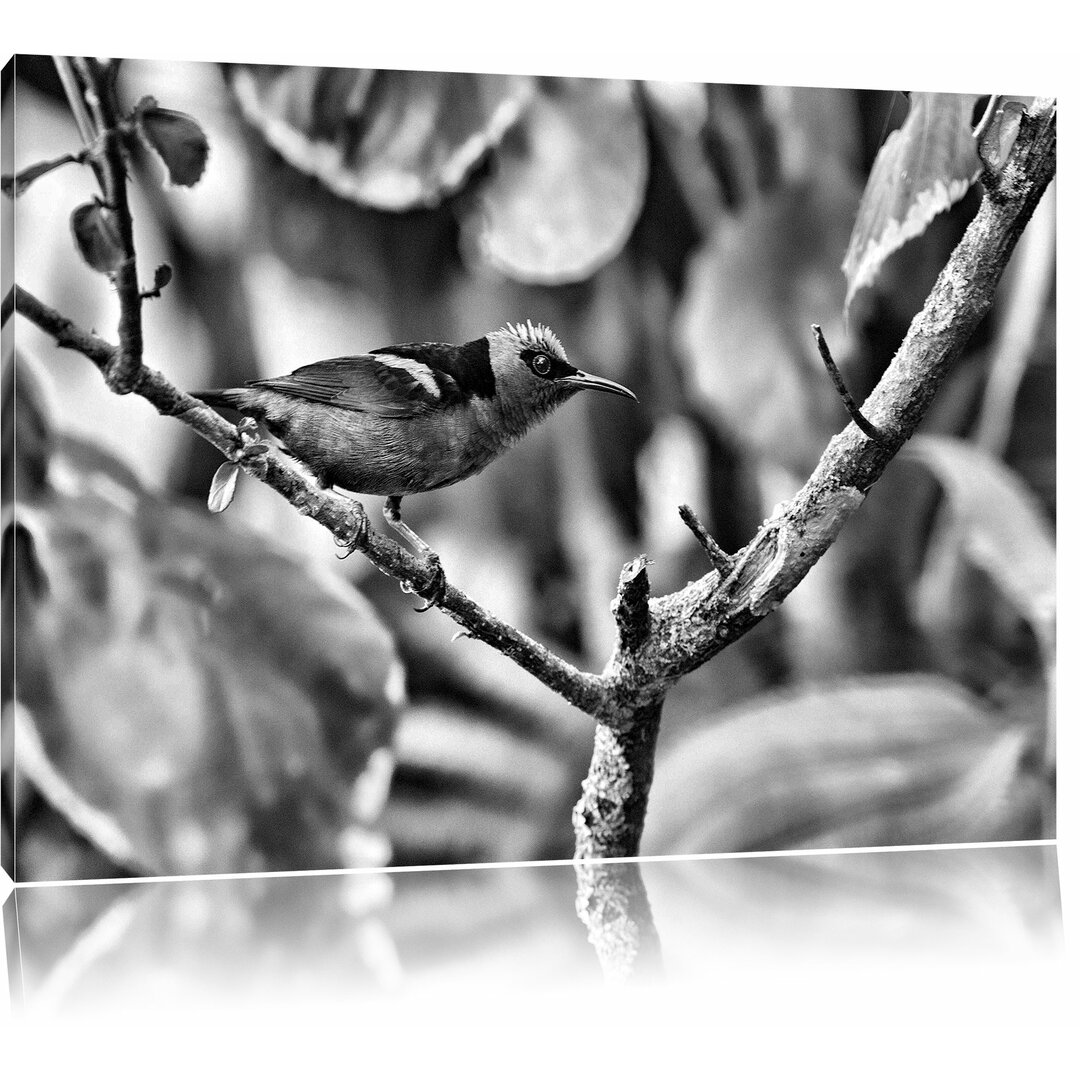 Leinwandbild Kleiner Türkisnaschvogel auf Ast in Monochrom