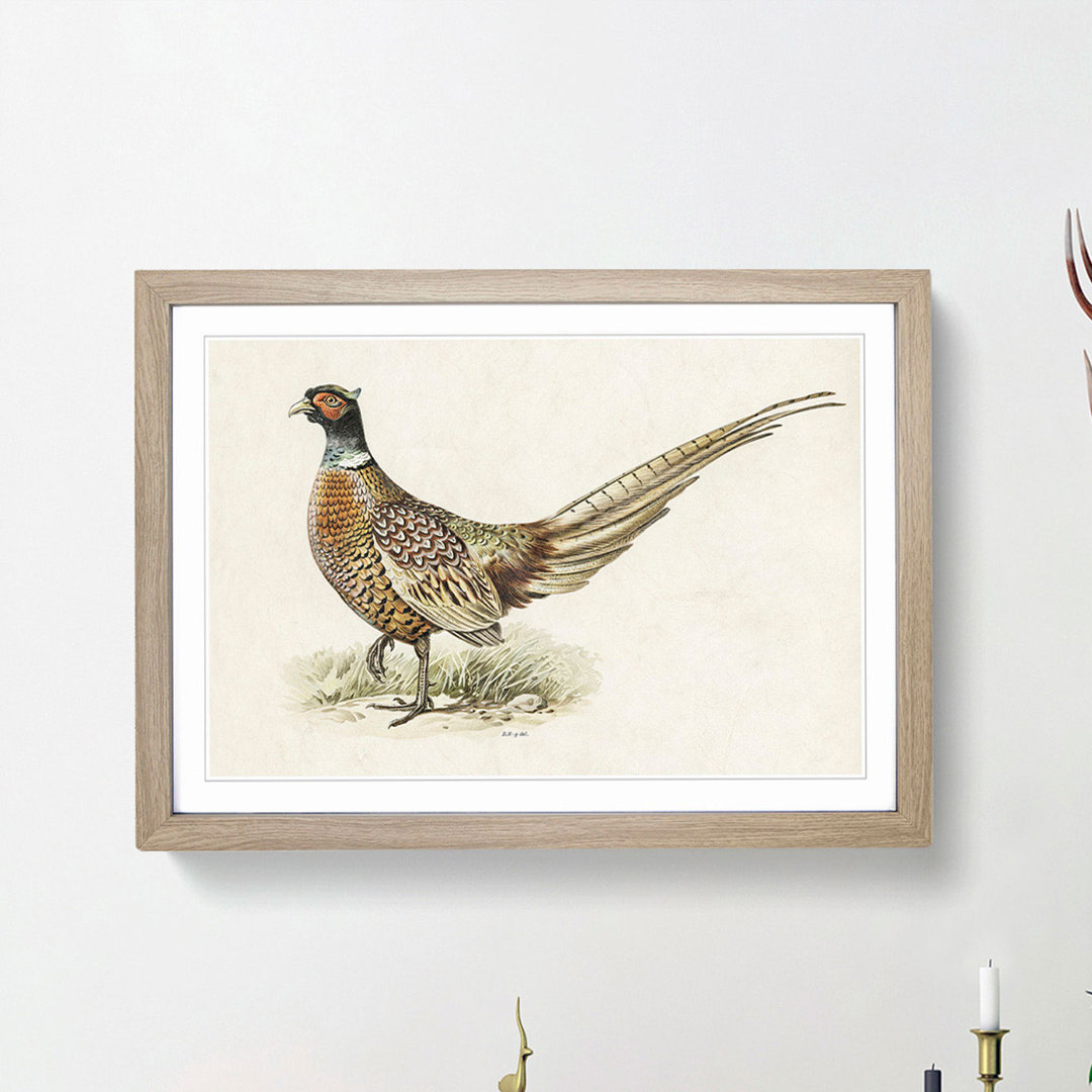 Ring-Necked Pheasant by Von Wright - Picture Frame Painting Print