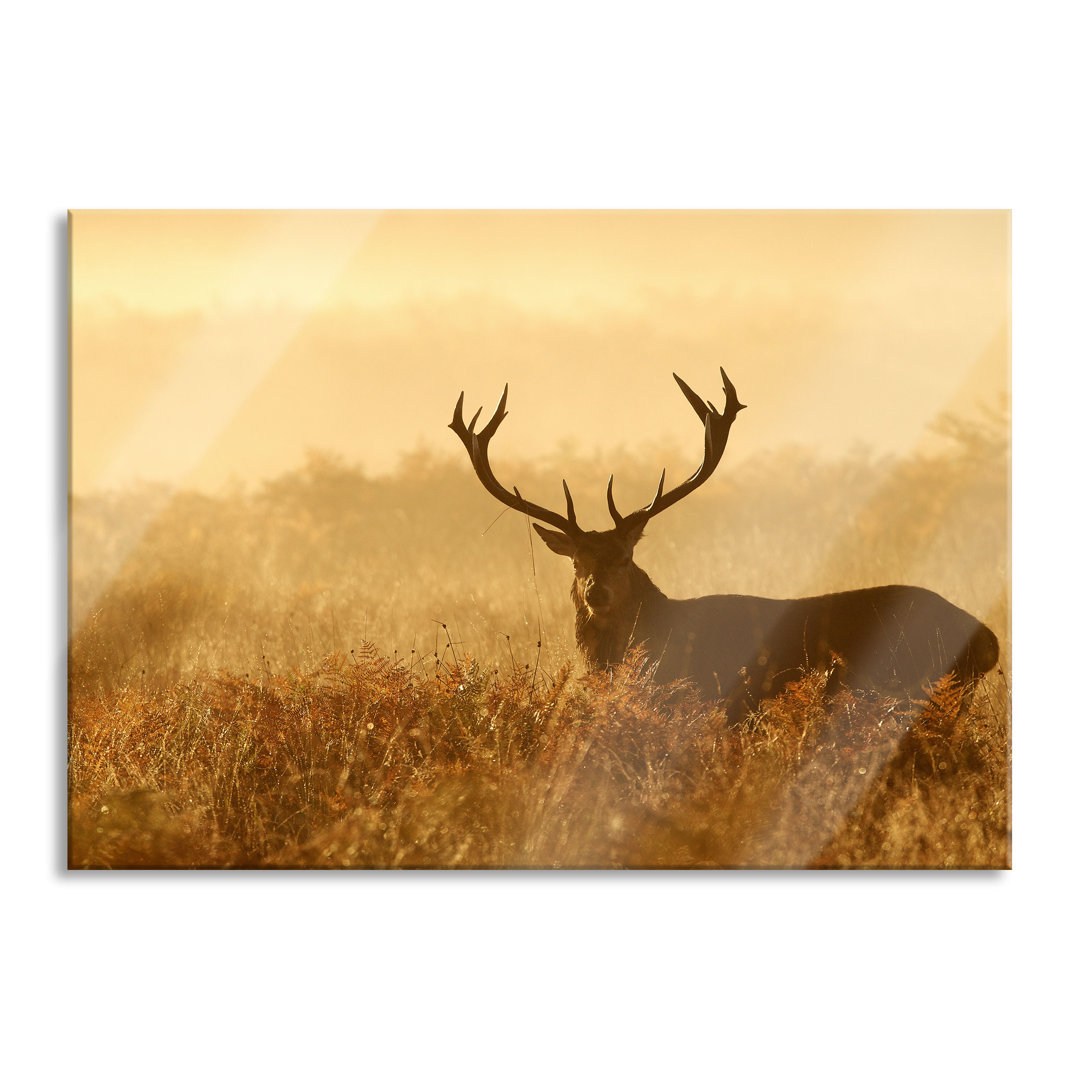 Ungerahmtes Foto auf Glas "Red Deer Stag at Dusk"