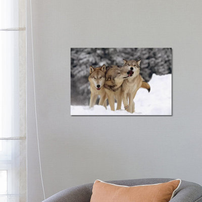 Timber Wolf Trio Playing in Snow, Montana 1 Piece Wrapped Canvas Wall Art
