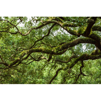 " Oak Trees "