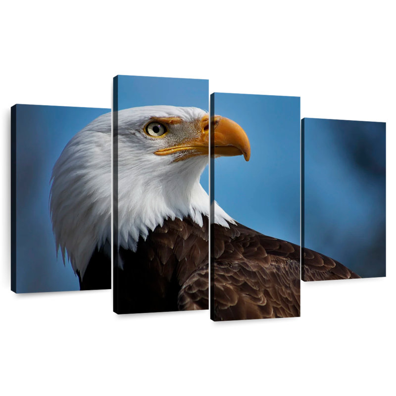 Brampt American Bald Eagle Headshot