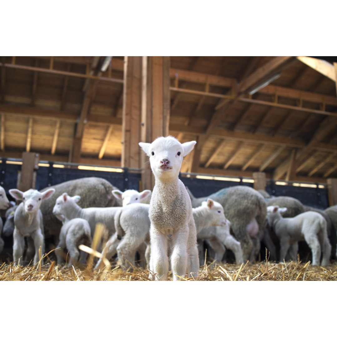 Leinwandbild Portrait von Lovely Lamb Staring at the Camera in Sheep Pen in Background Flock of Sheep Eating Food