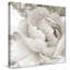 «Light Grey Flowers II» par Lanie Loreth - reproduction-31475494-31936782