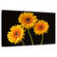 Trois marguerites Harnek sur fond sombre-108136810