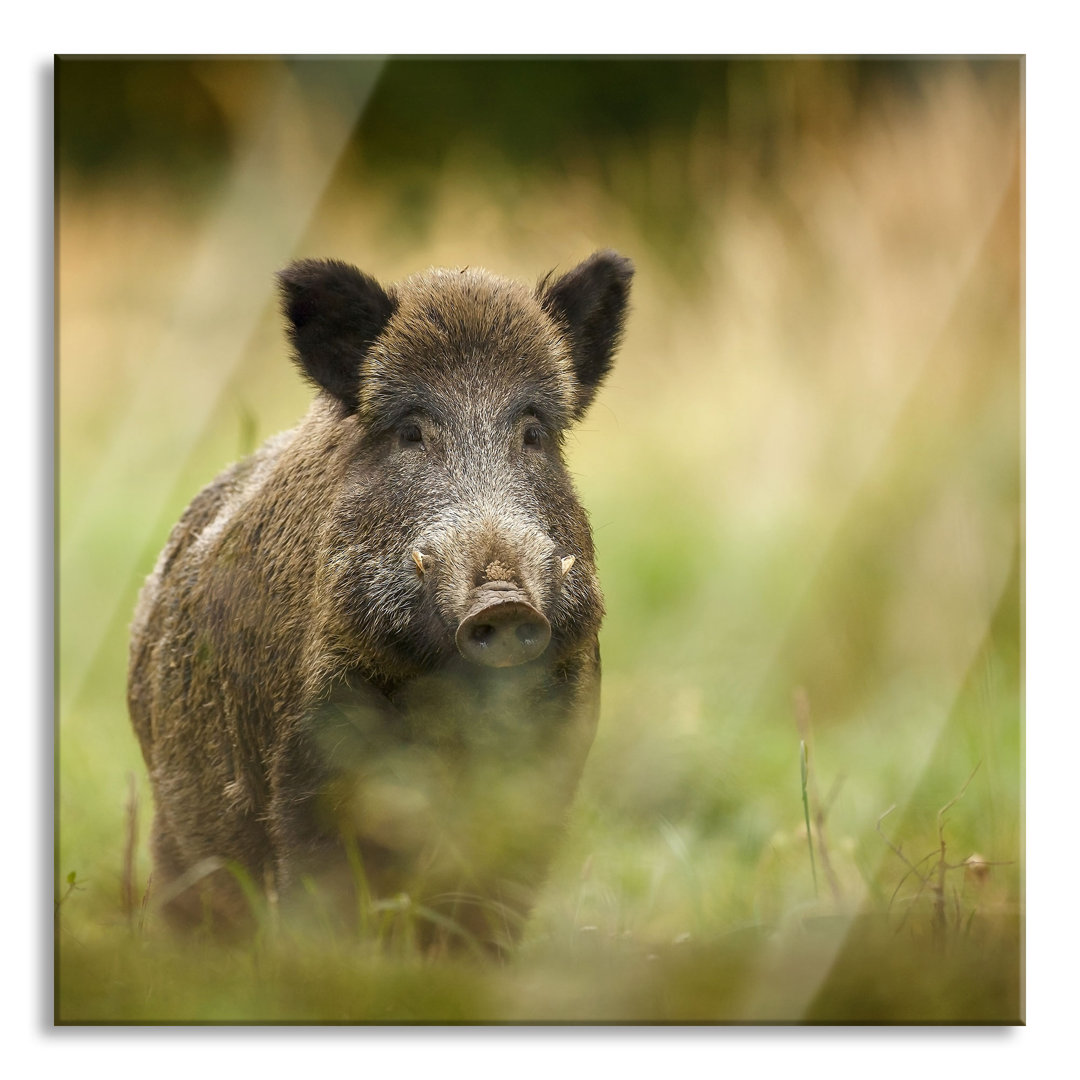 Glasbild Stolzes Wildschwein im Wald