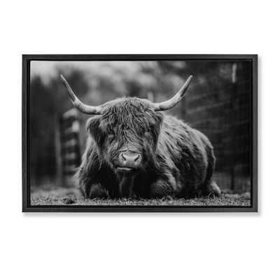Cattle Laying in Grass Canvas by Dakota Diener