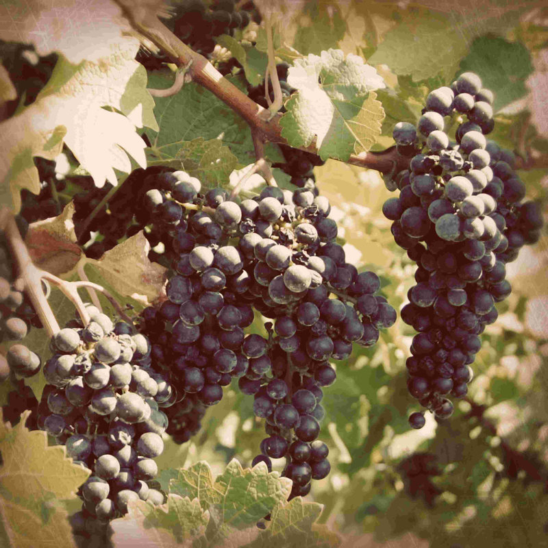 Vignes rétro I, H 36 po x l 36 po