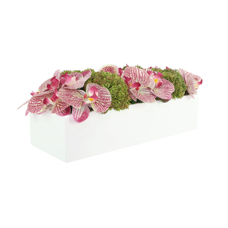 Orchid and Sedum Arranged in Fiberstone Planter, Pink, 7" H x 19" W x 8.5" D