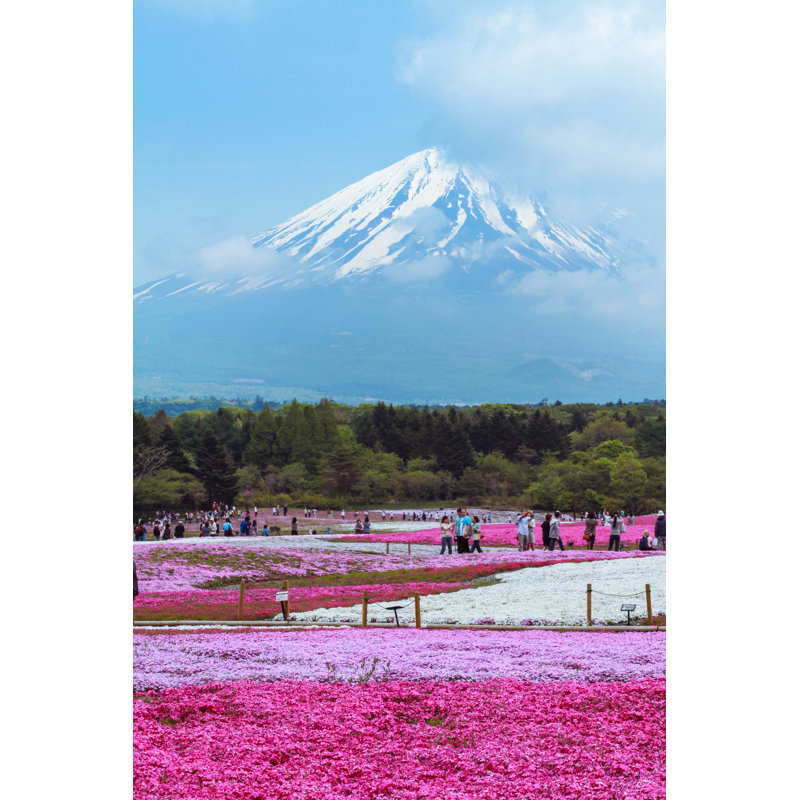 Clouser Clouser Shibazakura - Wrapped Canvas Print, 91cm H x 61cm W x 3.8cm D