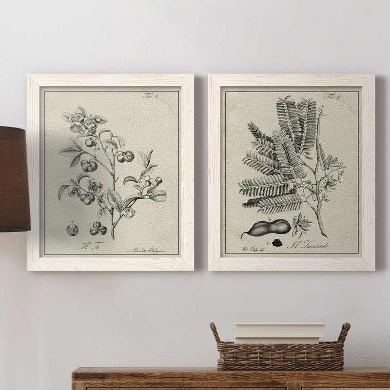 «Antique Black and White Botanical IV», ensemble de 2 reproductions d'art sur toile, H 24 po x l 36 po x P 1,5 po