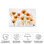 Coquelicot bolognaise, reproduction d'art sur toile-98097886