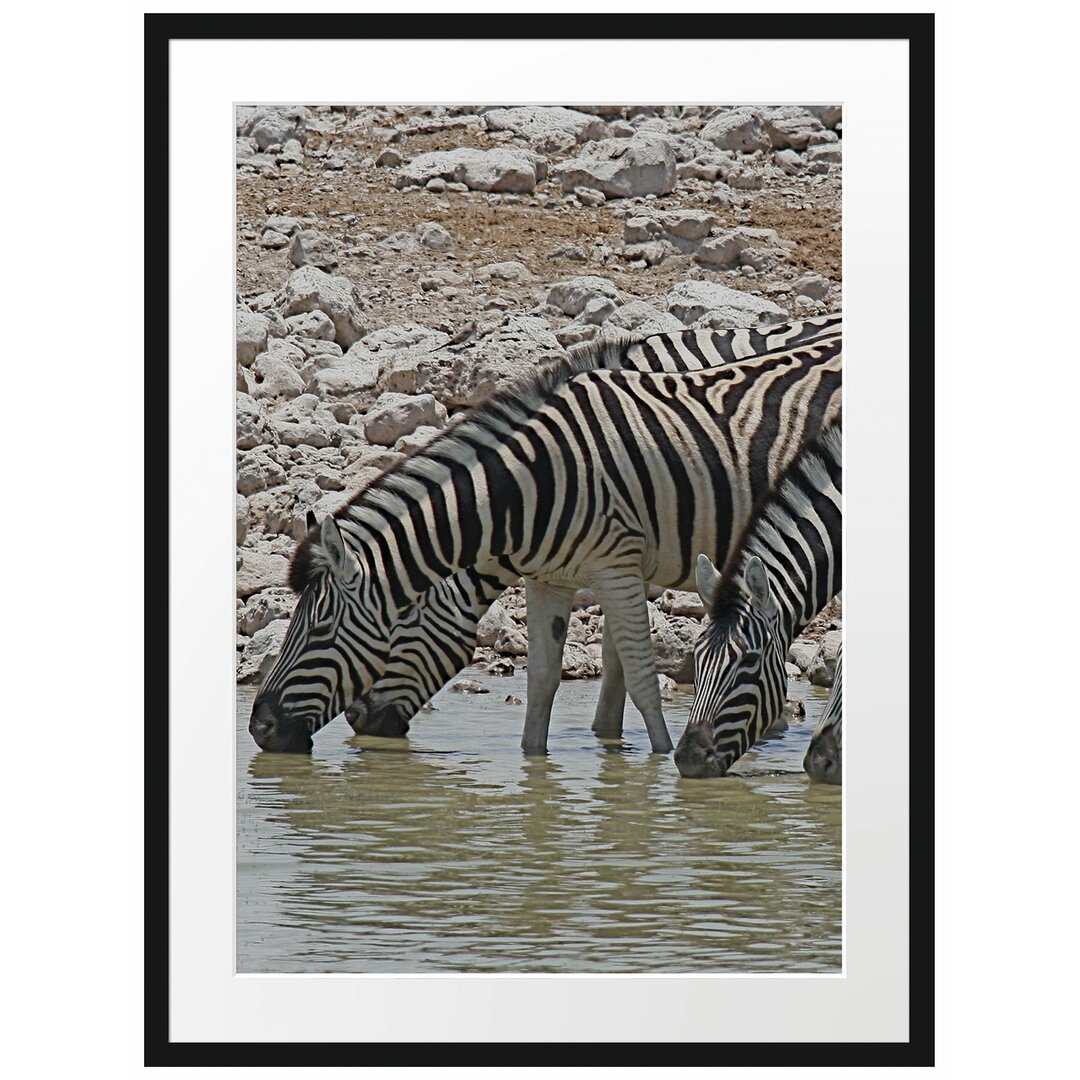 Gerahmtes Poster Zebraherde an der Tränke