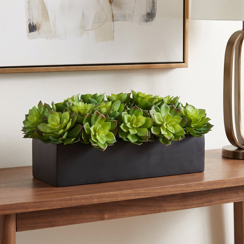 Arrangement Echeveria en pot de fibres