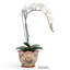 Porcelain Scallop Planter Regency