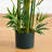 Bamboo Silk Plant Tree