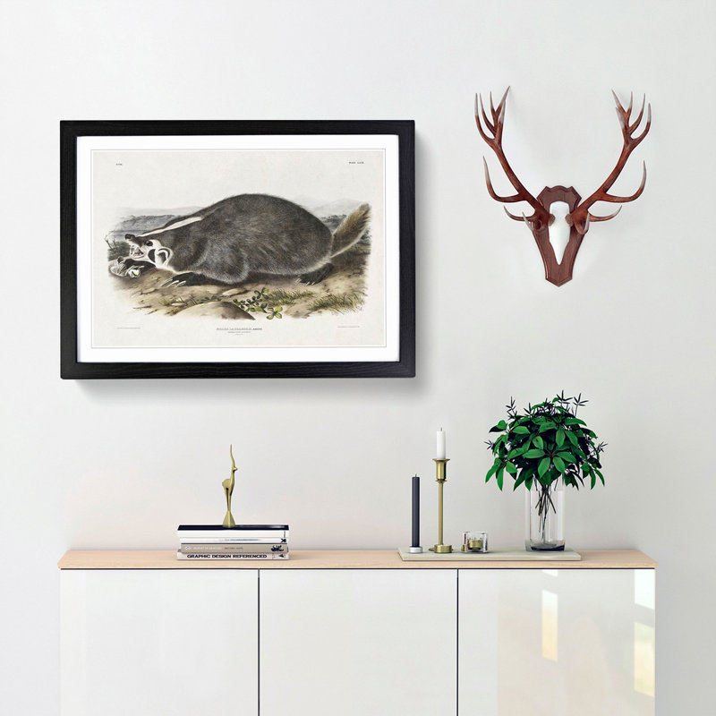 American Badger by J.W. Audubon - Single Picture Frame Painting, 45cm H x 63cm W x 2cm D, Black Framed