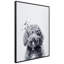 Labradoodle - cadre photo, impression sur verre