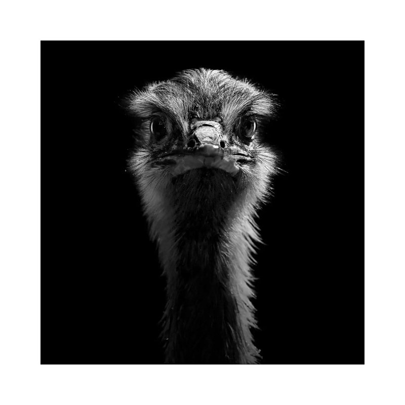 Ostrich In Black And White by Lukas Holas - Wrapped Canvas Print, 30.48cm H x 30.48cm W x 1.905cm D