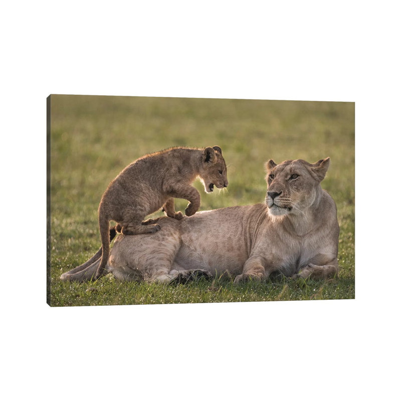 Africa, Kenya, Maasai Mara National Reserve. Lion Cub Playing With Lioness by Jaynes Gallery - Wrapped Canvas Print