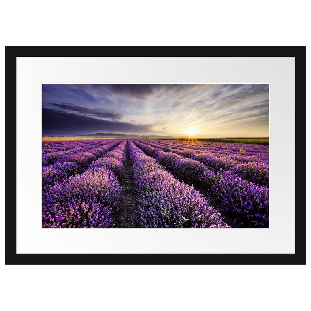 Gerahmtes Poster Traumhafte Lavendel Provence