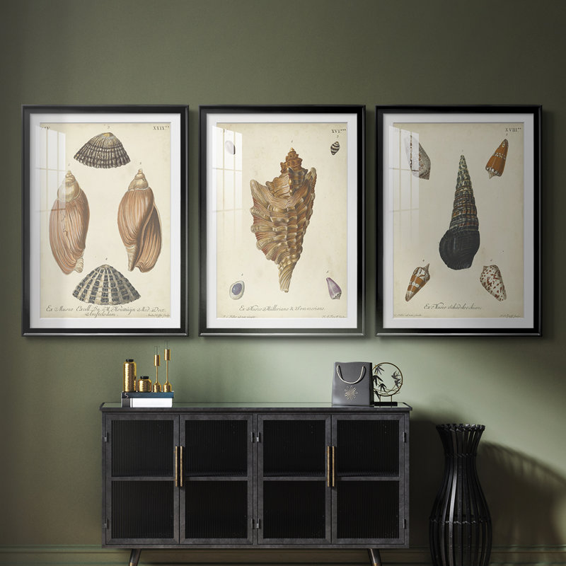 Coquilles de Knorr antiques V - reproduction sur mesure encadrée de qualité supérieure - 3 pièces, Noir, H 21 po x l 30 po