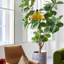 Genthner 1 - Light Pendant-169810839