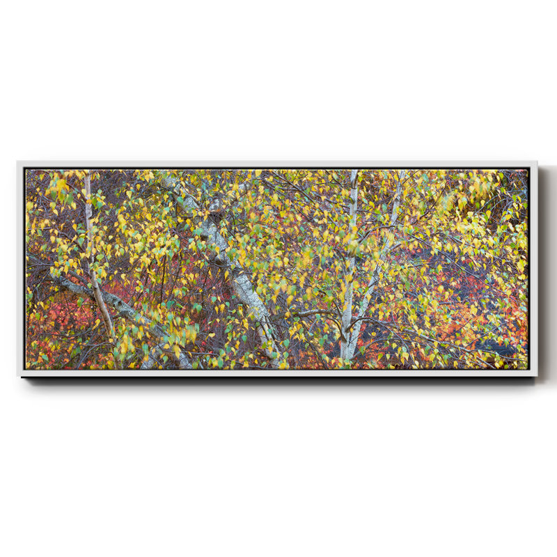 Tree Panorama IV- Framed Canvas