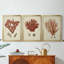 Antique Red Coral II - Toile tendue avec châssis sur mesure - 3 pièces-41840739-41840767
